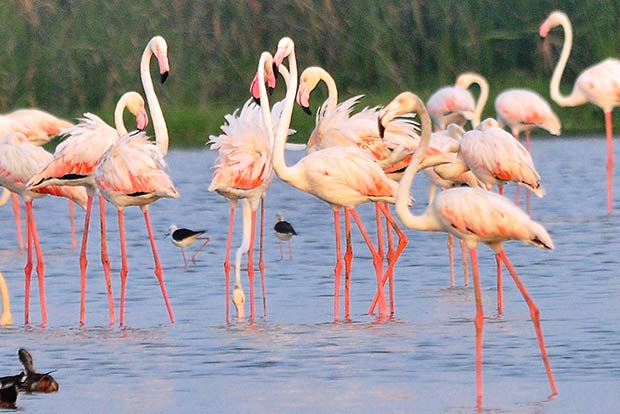 Flamingos in larger numbers settling in at Pallikaranai
