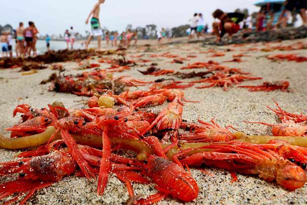 Tuna crabs wash up, indicating warmer ocean currents
