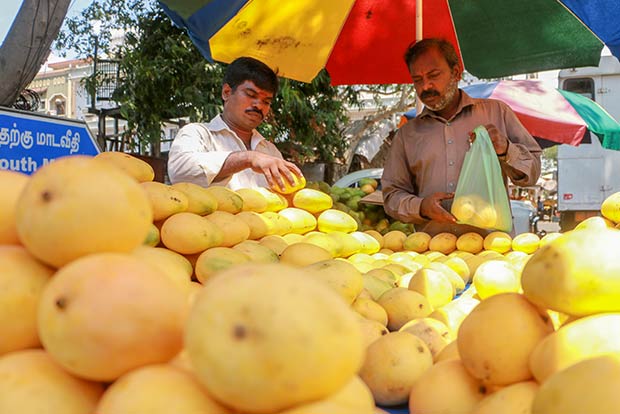 Food Safety officials warn of action on sale of artificially ripened mangoes