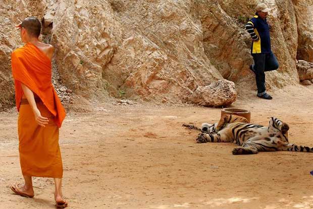 40 tiger cubs found in Thai Tiger Temple freezer