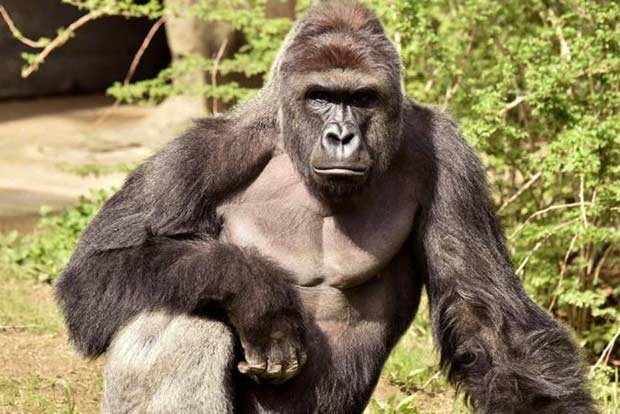 Slain Harambe genes to live on, thanks to his frozen sperm
