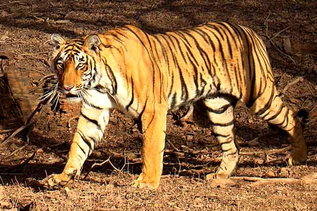 Prabhu flags off Tiger Express train on World Environment Day