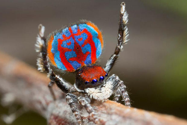 New mate-eating spider species found in Australia