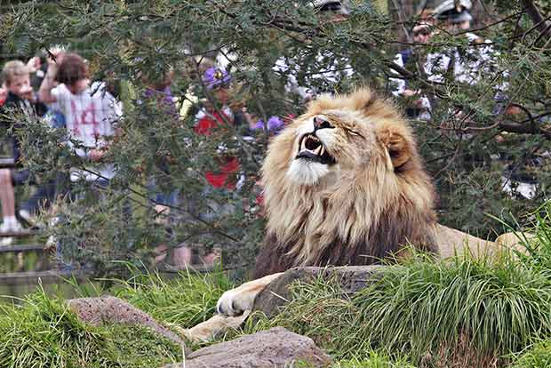 Man-animal conflict result of human actions
