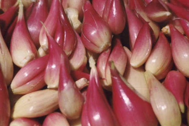 Small onion farmers to win big gains as govt shows way to overseas market