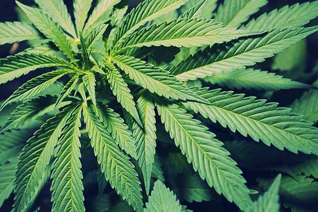 166 kilogram ganja seized, three held in city