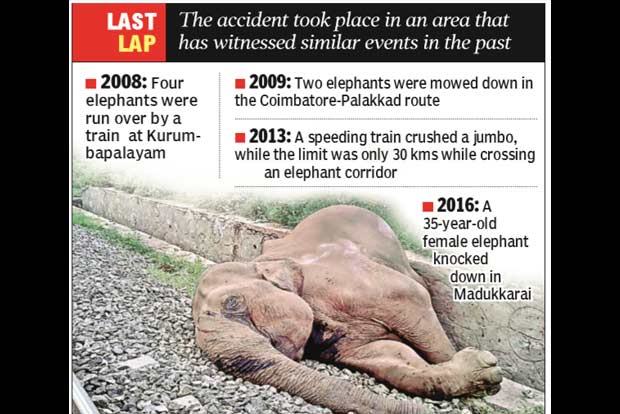 Elephant run over by train near Madukkarai