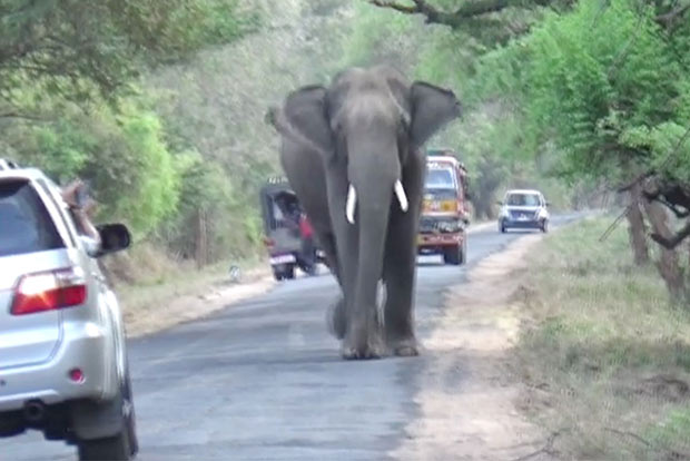 Another tusker seen in Madhukkarai