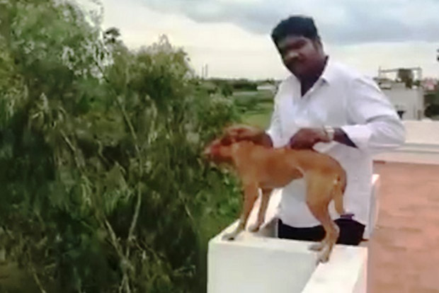 Dog abusers surrender, secure bail