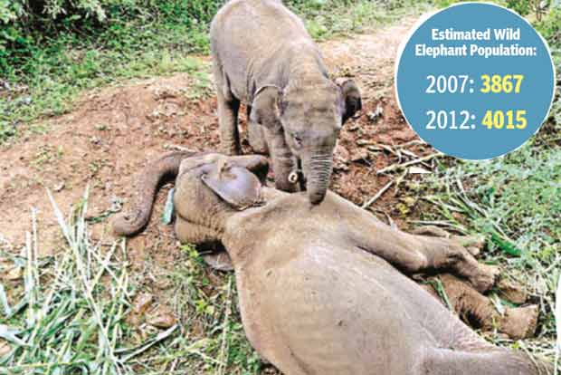 Special team to find new family for orphaned calf