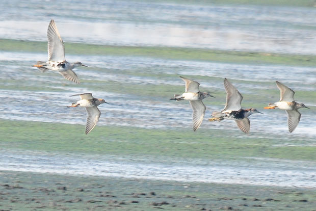 Pallikaranai’s early birds, sight for sore eyes
