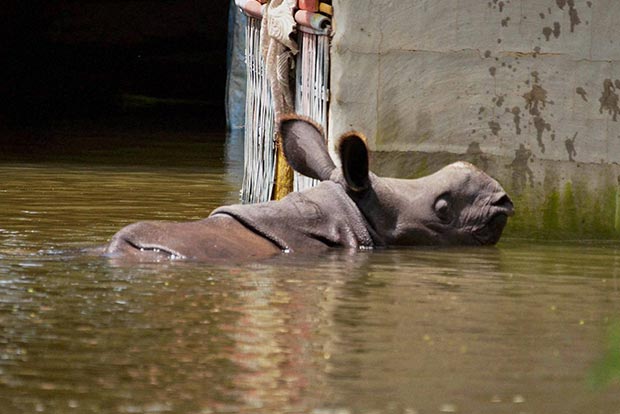 Flood situation grim in Arunachal