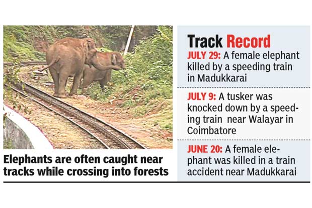 Jumbos to get their own underpass in Kovai