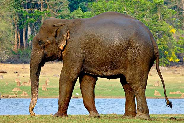Assam team to rescue jumbo from Bangladesh