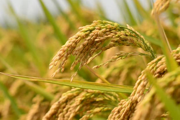 16.9L tonnes of paddy procured so far: Government