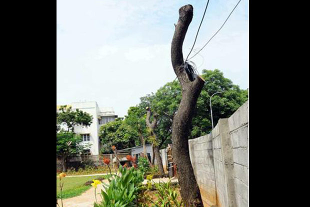 Don’t stunt trees, NGT tells TNEB