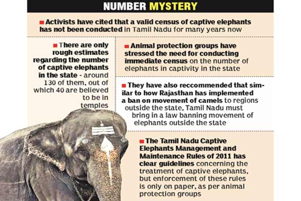 Jumbo identity theft: Traffickers cash in on certificates of dead elephants