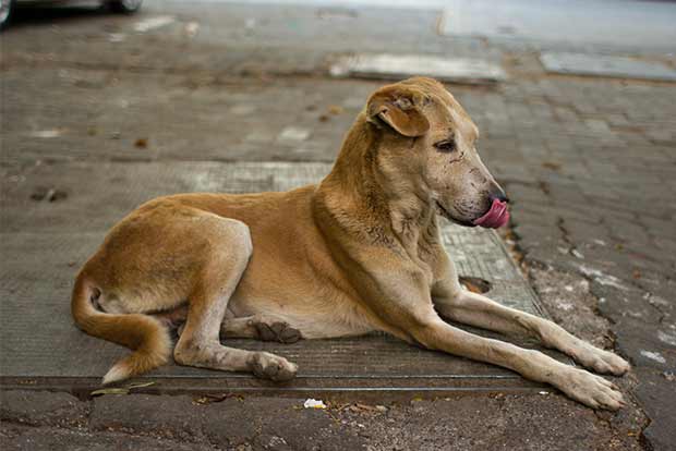Activists: Let animal lovers inspect pounds