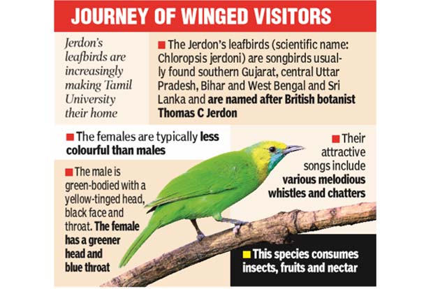 Tamil University, a new home for Jerdon’s leafbirds