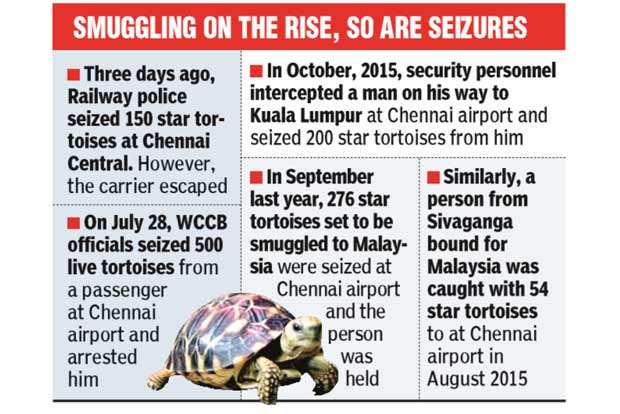 Star tortoise smugglers eye domestic market