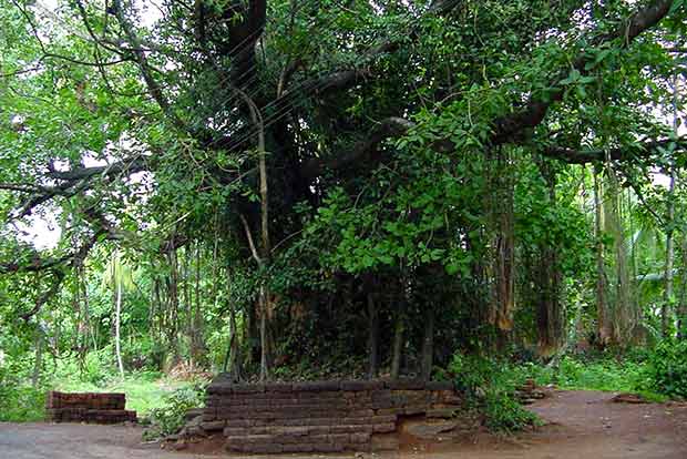 Sacred groves on the decline, reveals study