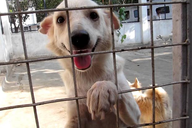 Blue Cross to set up electric crematorium for animals