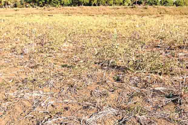 Cauvery Water: Ray of hope for delta farmers
