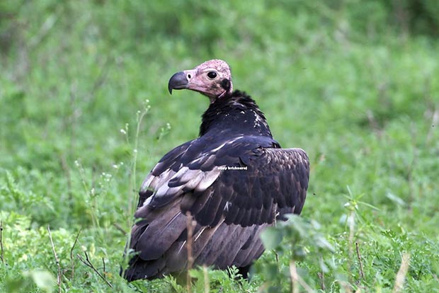 Rare King vulture visits the Queen of Hills