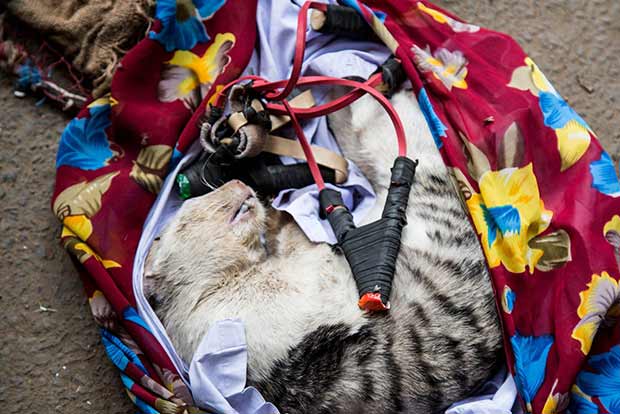 Passenger smells rat, 25 cats rescued