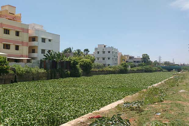 Clear Uyyakondan canal of weeds: Forum