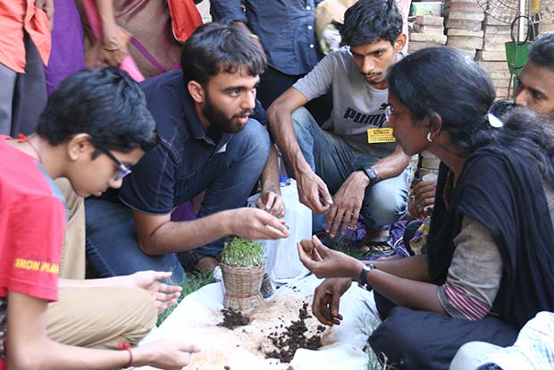 City green activists see red over GM mustard