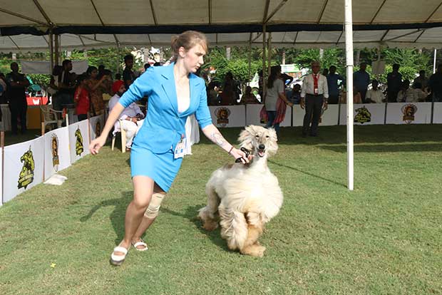 Canine antics keep audience thrilled