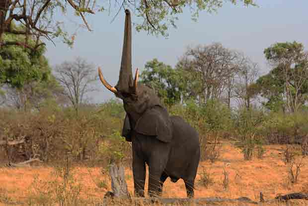 Elephant succumbs to mouth injuries