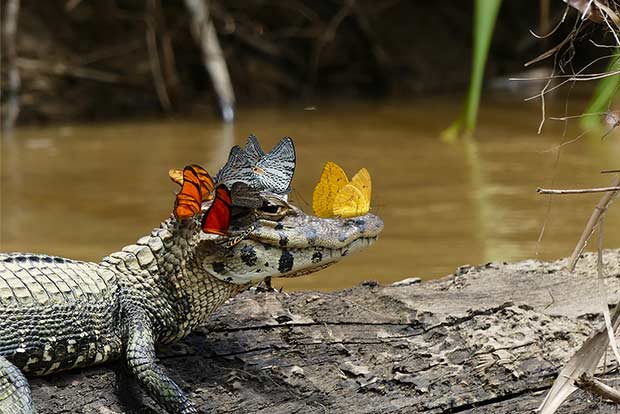 Photographer captures caiman wearing crown of butterflies Photographer captures caiman wearing crown of butterflies