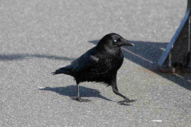 Crow’s happy meal turns out to be a blessing for Aussie police Crow’s happy meal turns out to be a blessing for Aussie police