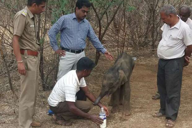 Abandoned by herd, calf shifted to Mudumalai