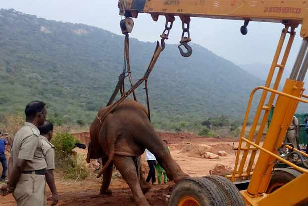 Treated female elephant falls sick again, shifted to Chadivayal camp