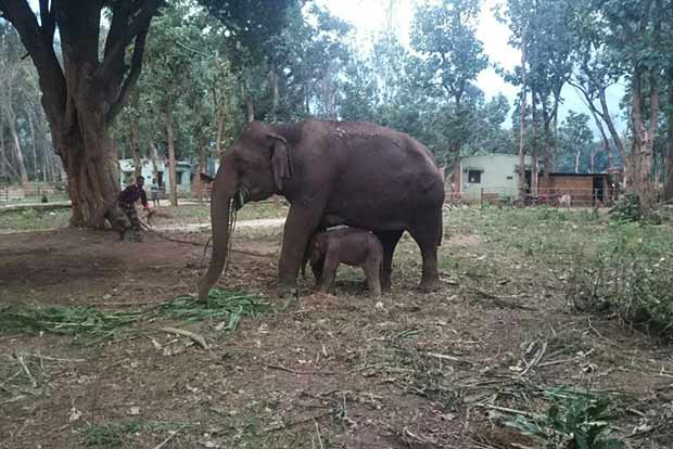 Jumbo treated for stomach ailment delivers male calf