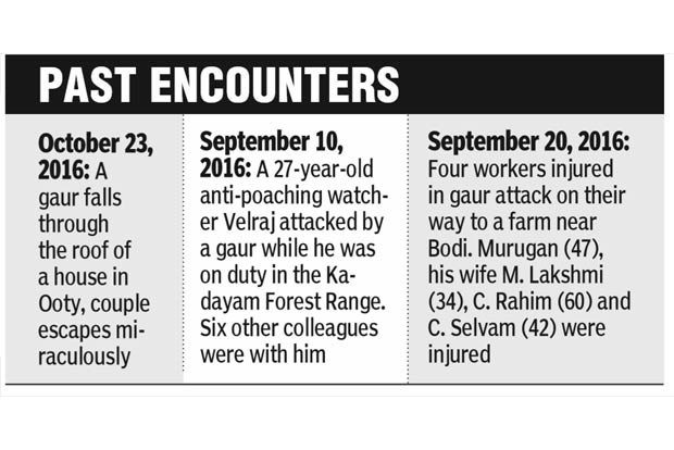 Gaur gores Chennai couple in Coonoor