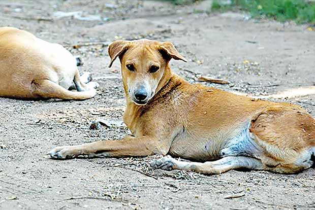 Nonagenarian killed in stray dog attack in Kerala