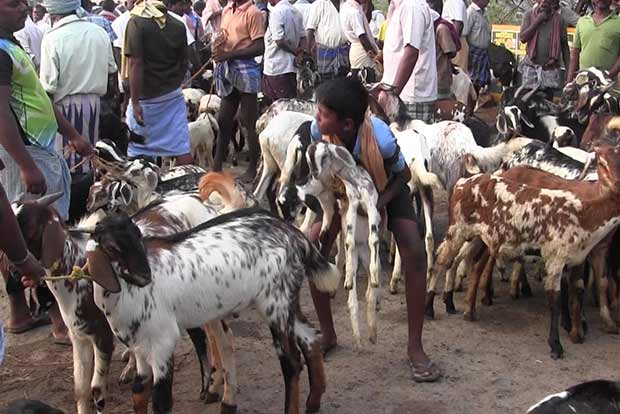 Ettayapuram goat market abuzz with Deepavali fervour