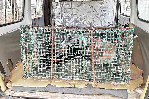 Cops rescue 16 cats at Pallavaram after animal activists smell a rat