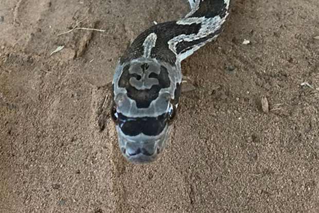 This hipster snake was born with sunglasses and a mustache This hipster snake was born with sunglasses and a mustache