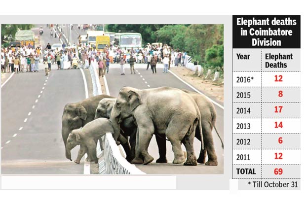 Kovai’s jumbo population up despite recent casualties