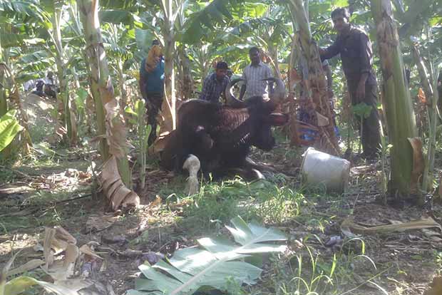 Sexagenarian tribal killed by elephant