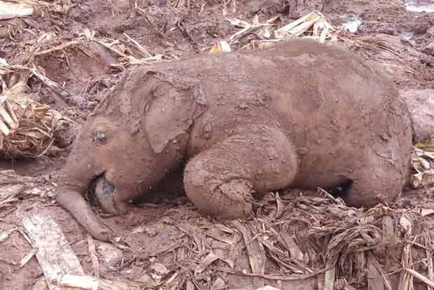 Elephant calf found dead in Sirumugai forest