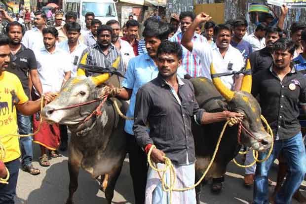 Enact law to enable jallikattu, TN parties tell Centre