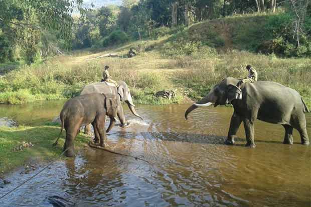 Rogue elephant released from kraal after 7 months