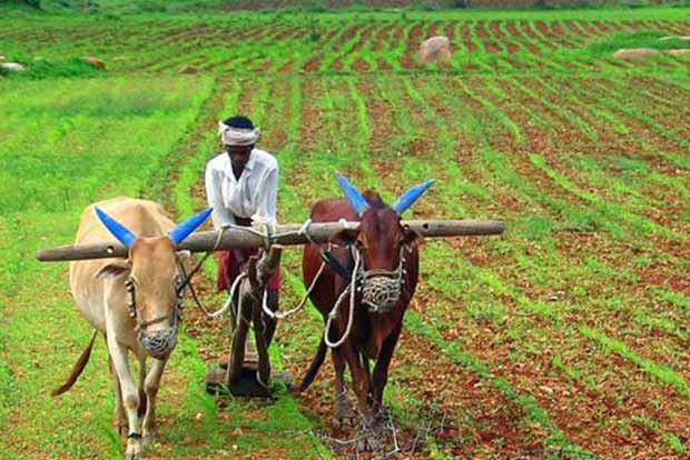 Coop credit societies ordered to sanction crop loans