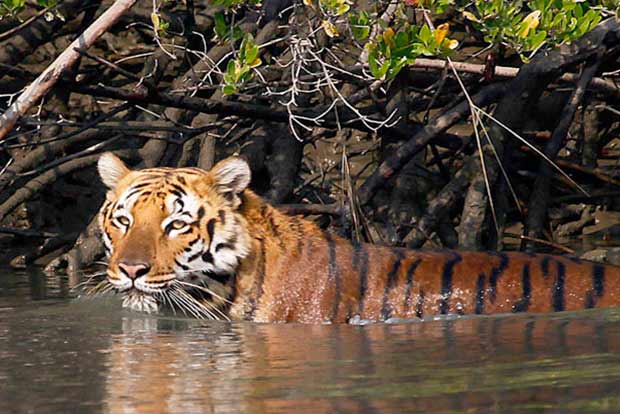 Sundarbans tiger population stable: Report Sundarbans tiger population stable: Report